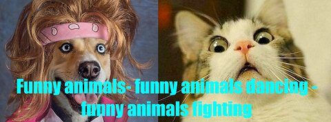 Funny animals 😄hub-funny animals club youtube- 🤣- funny animals dancing 💃😄- funny animals fighting 😄