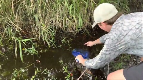 Catch rare ornamental fish in flooded ditches * 9