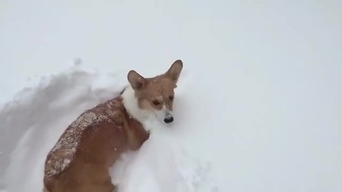 Tiny corgi legs not long enough for deep snow