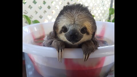 The cutest baby sloths! So cute and funny!!