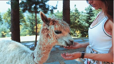 WOMEN FEEDING ALPACA