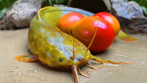 Eggs Come Out - Stop Motion ASMR Catfish, Perch fish in Saltwater Aquarium Primitive Cooking