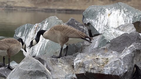 CatTV: Duck Wondering on Rocks