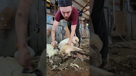 shearing clean sheep #shearing #sheep #lambs #sheephusbandry #lambing #sheepfarming #ewes #dirty