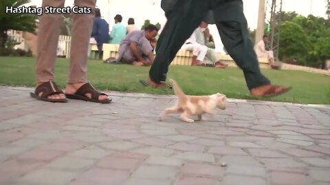 Abandoned kitten stops people to get attention but they're busy in their activities.