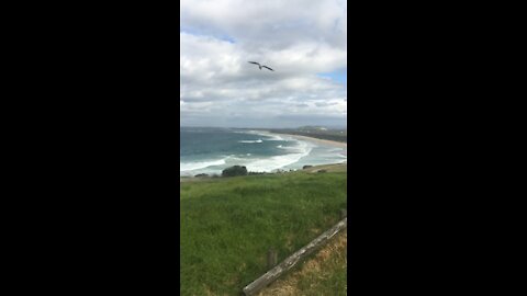 Bird flying on beach nice weather