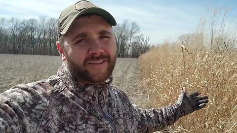 Two Year Old Giant Miscanthus with Switchgrass Update