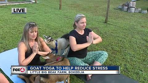 Reduce stress with goat yoga