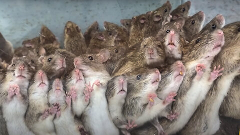 best mousetrap in the world / 100 rats are trapped in a trap