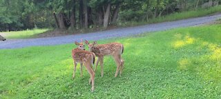 The twins having a little fun