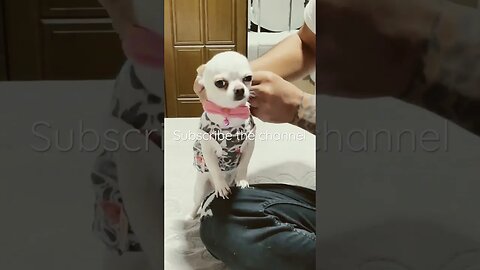 Cute dog wearing clothes #entertainment