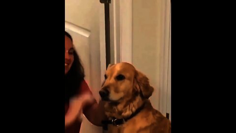 Head Cleaning 🤣 of Good Boy | #Shorts #Animals #Dog