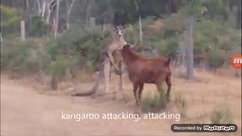 Fight Kangaroo and got in forest