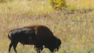 Bison grazing in Yellowstone National Park