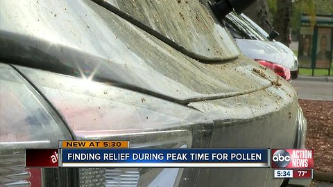 Allergy sufferers feeling full affects of extreme tree pollen in Tampa Bay