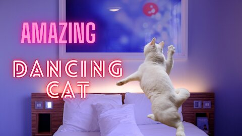 Amazing Dancing Cat gone viral