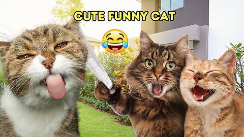 Funny Cat Play With me | Do you Love Cats?