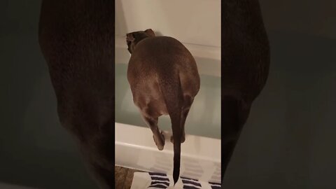 Dog's bathe time: gotta to dip toes in first |funny dog videos...#shorts