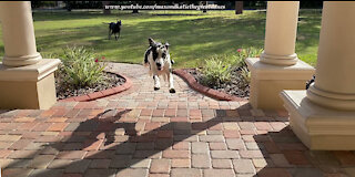 Joyful Great Dane Gives A Flying Zoomie Greeting