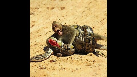 Snake Vs monkey fight