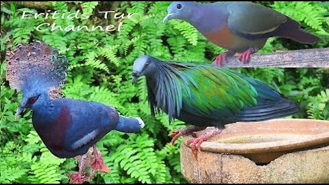 15 Most Beautiful Colorful Pigeons in the World