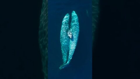 Love and tenderness In the vast and open ocean,these 2 gray whales share affection. #shorts