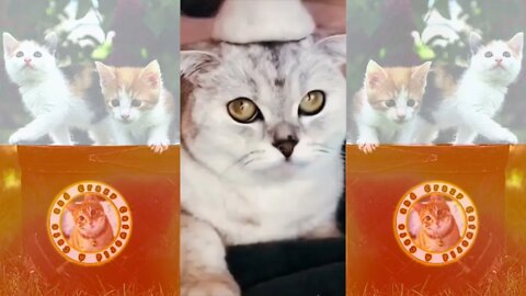 Funny Cats! 😹 #MikeTyson Would Be Proud of This Kitty’s ‘Paws’ 🥊😹 (#124) #Clips