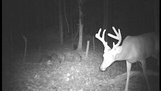 Trail camera foot of a young 8point