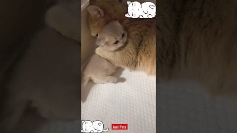 Mommy’s Love ❤️ #cute #tiktok #funnyanimals #funnyvideos #cat 2022