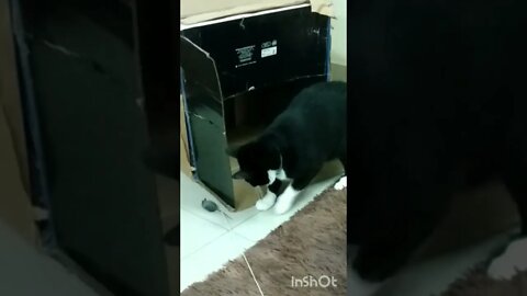 Gato brincando de pegar. Gato Bartolomeu Tunico 😸😸. Pulo estranho