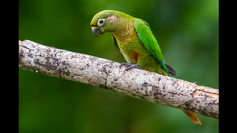 tiriba-de-testa-vermelha (Pyrrhura frontalis) - Brazil - Rio de Janeiro