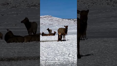 Utah Elk Refuge - Wintering Elk Herd