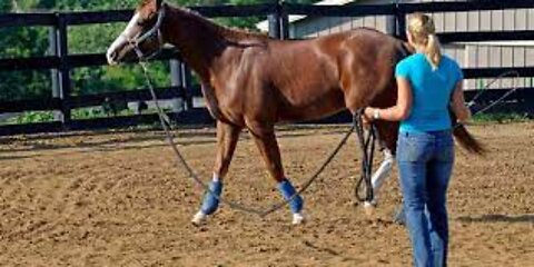 Horse Riding and Training