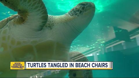 Newest threat to nesting sea turtles: beach chairs left out overnight