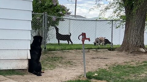 Rottweiler Protects Livestock