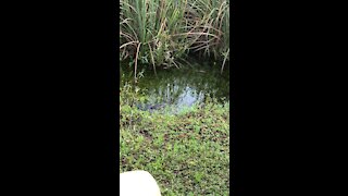 Baby Alligator in Everglades