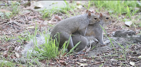 Fondling and playing squirrel