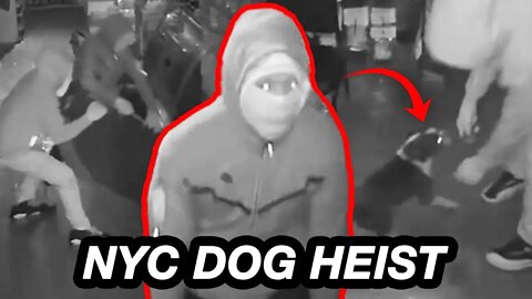 Why NYC Burglars are stealing DOGS