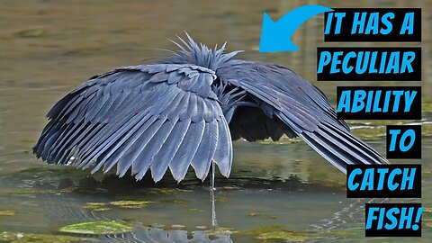 Black Heron: Meet the African bird that makes an umbrella out of its wings for fishing.