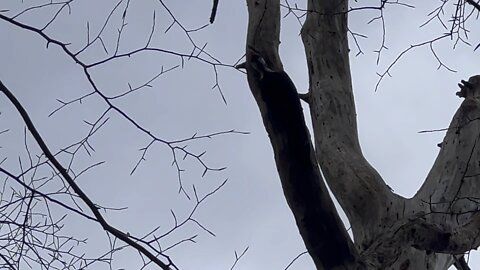 Pileated Wood Pecker