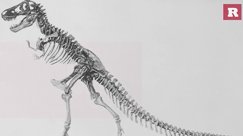 15 Fun and Ferocious Facts About the T-Rex | Rare Animals