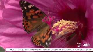 One Tank Trips: Find plants, butterflies at Colonial Gardens