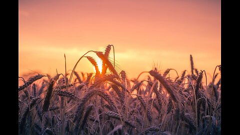 Are you wheat or a tare?