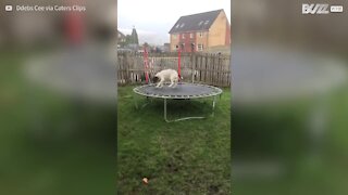 Cão adora saltar no trampolim