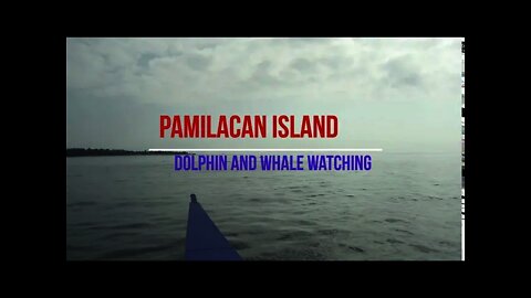 Dolphin and Whale watching (Pamilacan Island Bohol)