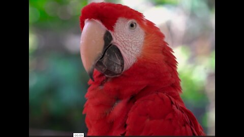 Beautiful Red Parrots