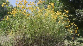 MELINDA'S GARDEN MOMENT- GROW SOME BLACK-EYED SUSANS