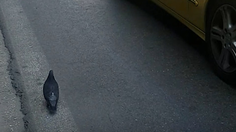 Suicidal pigeon running around in a busy street