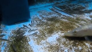 Live minnows for my northern pike by PIRANHA FISH AND FRIENDS