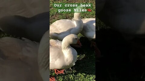 Niles our cross beak pilgrim / settler goose ( he’s a gander)